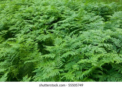 Floral Background With Western Brackenfern