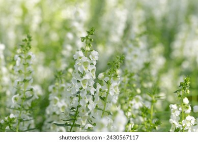 Floral background of White Angelonia flowers blooming with natural soft sunlight in the garden on a blurred background. - Powered by Shutterstock