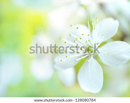 Similar – Image, Stock Photo Seasons | Spring awakening