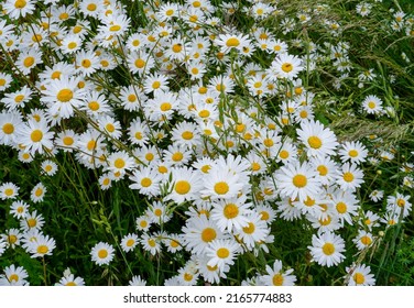 Floral Background White Daises Spread Summer Stock Photo 2165774883 ...