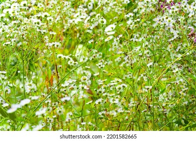 Floral Background. Wild Chamomile Flower. Wild Flower. Medicinal Homeopathic Plants. Selective Soft Focus. Floral Wallpaper