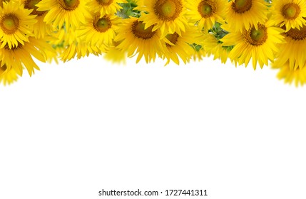 Free Free 344 Sunflower Border Clipart Free SVG PNG EPS DXF File