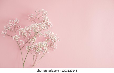 Floral beautiful pastel pink background. White small flowers. Flowers Gypsophila. Flat lay, top view, copy space  - Shutterstock ID 1203129145