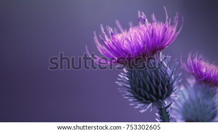 Floral blue-violet background.  Pink  thorny thistle flower. A pink flower on a blue background. Closeup.  Nature. . 