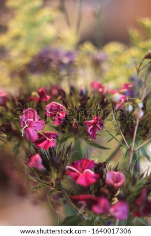 Similar – Image, Stock Photo Dianthus barbatus flower buds and white paper envelope