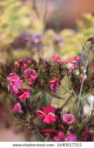 Similar – Image, Stock Photo Dianthus barbatus flower buds and white paper envelope