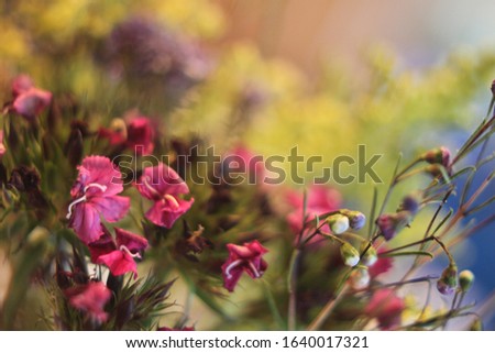 Similar – Image, Stock Photo Dianthus barbatus flower buds and white paper envelope