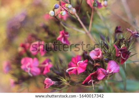 Similar – Image, Stock Photo Dianthus barbatus flower buds and white paper envelope