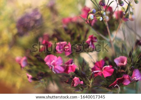 Similar – Image, Stock Photo Dianthus barbatus flower buds and white paper envelope