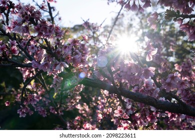 Floral. Closeup View Of Prunus Serrulata, Also Known As Japanese Flowering Cherry Or Sakura, Branches And Flowers Of Pink Petals, Blooming In The Park At Sunset. Beautiful Lens Flare And Dusk Colors.