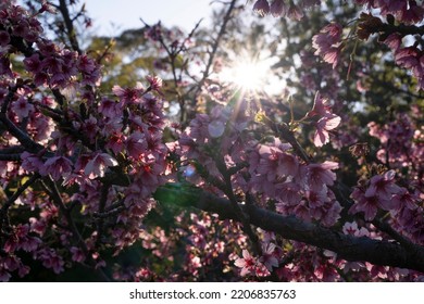 Floral. Closeup View Of Prunus Serrulata, Also Known As Japanese Flowering Cherry Or Sakura, Branches And Flowers Of Pink Petals, Blooming In The Park At Sunset. Beautiful Lens Flare And Dusk Colors.	