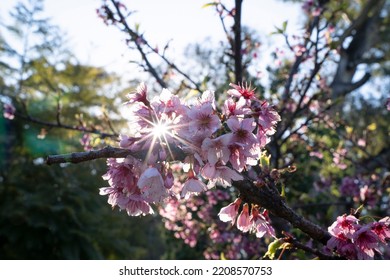 Floral. Closeup View Of Prunus Serrulata, Also Known As Japanese Flowering Cherry Or Sakura, Branches And Flowers Of Pink Petals, Blooming In The Park At Sunset. Beautiful Lens Flare And Dusk Colors.