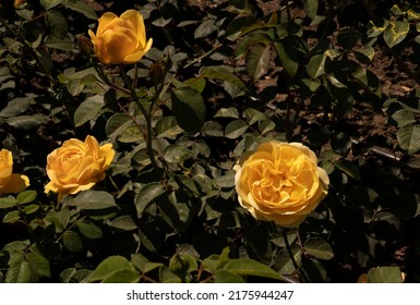 Floral. Closeup View Of Rosa Graham Thomas Yellow Flowers, Blooming In The Park In Spring.	