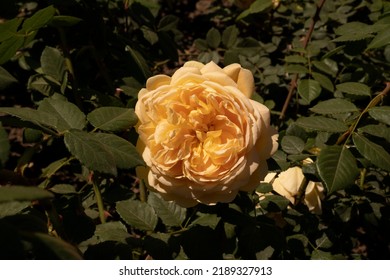 Floral. Closeup View Of Rosa Graham Thomas Yellow Flower, Blooming In The Park In Spring.