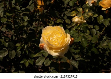 Floral. Closeup View Of Rosa Graham Thomas Yellow Flower, Blooming In The Park In Spring.