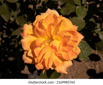 Floral. Closeup view of Rosa Jean Giono yelloow flower, blooming in the park in spring.