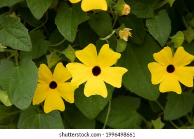 Floral. Closeup view of Thunbergia alata, also known as black eyed Susan vine, blooming flowers of yellow petals and green leaves, growing in the garden.