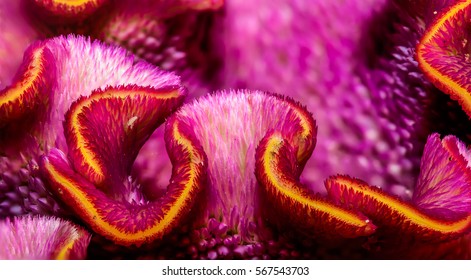 Floral colorful macro portrait of a celosia flower-scape,violet,orange, detailed texture and structure, beautiful close-up of an unusual exotic flower blossom