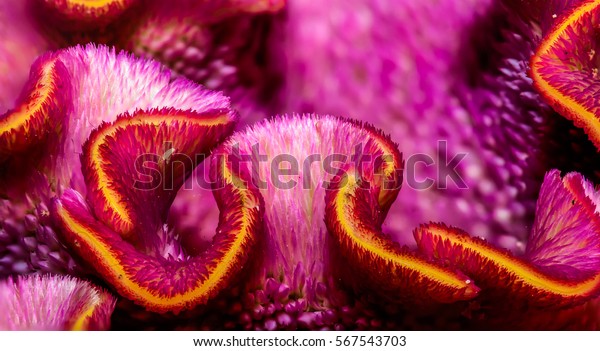 シロシアの花の風景 紫 オレンジ 細かいテクスチャーと構造 珍しい珍しい花の美しい接写 の写真素材 今すぐ編集