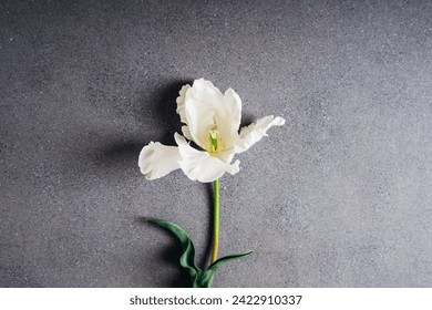 Floral composition with beautiful white tulip in full bloom on grey concrete background, top view. Copy space for text. Minimalist flat lay with spring blooms. - Powered by Shutterstock