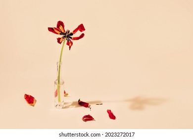 Floral composition with faded tulip flowers in glass bottles on orange background. Withering and nature concept. - Shutterstock ID 2023272017