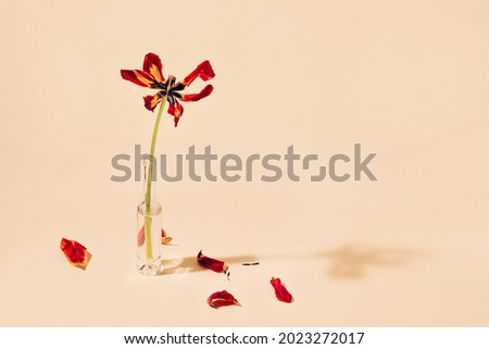 Floral composition with faded tulip flowers in glass bottles on orange background. Withering and nature concept.