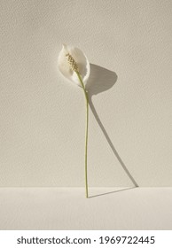 Floral composition of spathiphyllum (peace lilies) flower standing on white background. White flower elegant decoration. Floral minimalist geometric concept. Asia houseplant aesthetic. Vertical layout