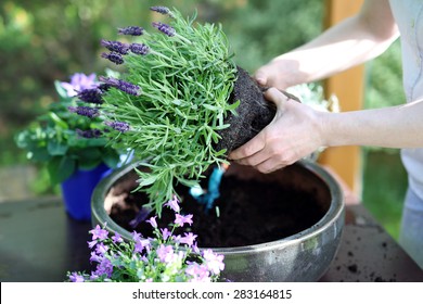 Floral Composition.Female Plants In Pot Plants Forming A Beautiful Composition Flower