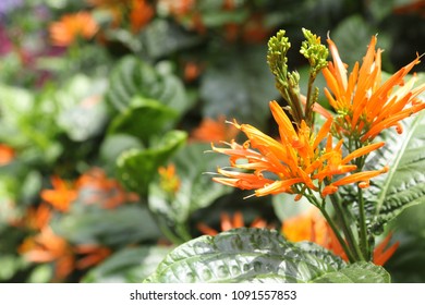 Floral computer backgrounds