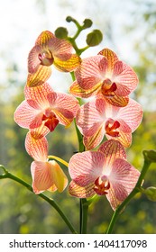 Floral concept. Orchid growing tips. How take care of orchid plants indoors. Most commonly grown house plants. Orchids blossom close up. Orchid flower pink and yellow bloom. Phalaenopsis orchid.