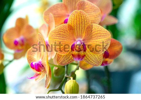 Floral concept. Orchid growing tips. How take care of orchid plants indoors. Most commonly grown house plants. Orchids blossom close up. Orchid flower pink and yellow bloom. Phalaenopsis orchid.