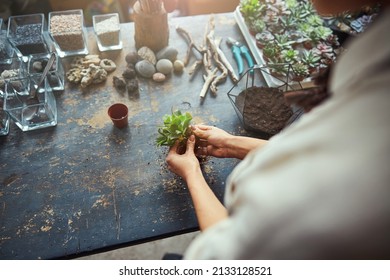 Floral Designer Shaking Excess Soil Off The Succulent Plant Roots