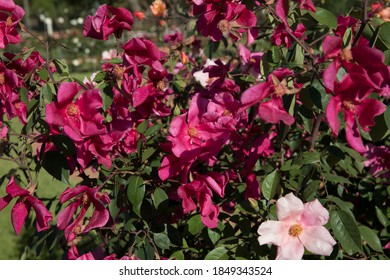 Floral. Exotic Roses. Closeup View Of A Beautiful Rosa Mutabilis Flowers Of Light Pink And Fuchsia Petals, Spring Blooming In The Garden.