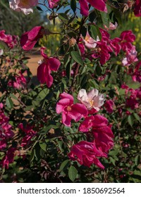 Floral. Exotic Roses. Closeup View Of A Beautiful Rosa Mutabilis Flowers Of Light Pink And Fuchsia Petals, Spring Blooming In The Garden.