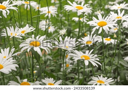 Floral field. Leucanthemum × superbum or Marguerite, white daisy-like flowers. Shasta daisy is popular garden hybrid and perennial herbaceous flowering plant in the aster family Asteraceae.