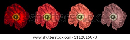 Floral fine art still life detailed color macro flower portrait of a collection of four isolated red glowing satin/silk poppy wide opened blossom isolated on black background with detailed texture