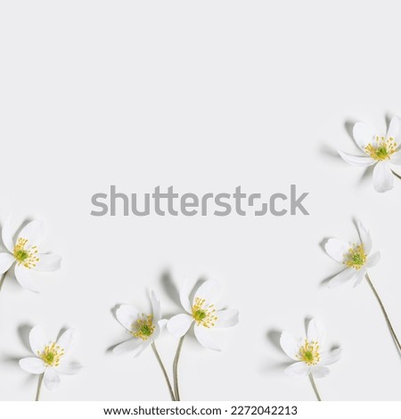 Floral flat lay with spring primroses flowers, Anemone Nemorosa blooming wildflower on white background, spring season nature still life, field plant bloom closeup, graphic florals with empty space