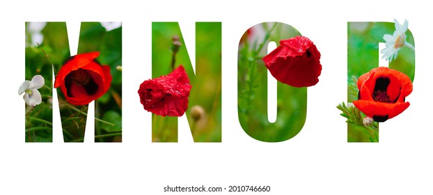Floral font. Alphabet m, n, o, p made of real alive flowers. A collection of wonderful flora letters for unique spring or summer design. Clipping path.