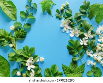 Floral Frame Of Fresh Greens And White Flowers On A Blue Background. Top View, Copy Space, Flower Flatlay. Place For Text Or Beauty Product. 