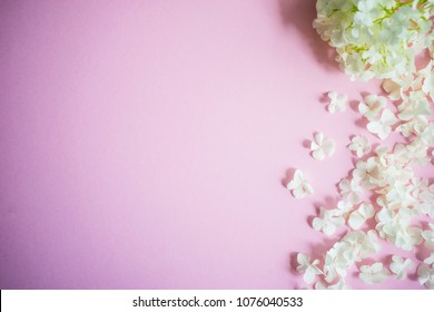 Floral frame with white Viburnum opulus 'Roseum' flowers on pink background - Shutterstock ID 1076040533