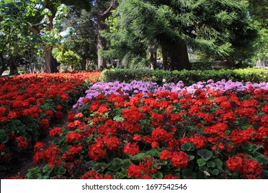 花畑 赤 の写真素材 画像 写真 Shutterstock