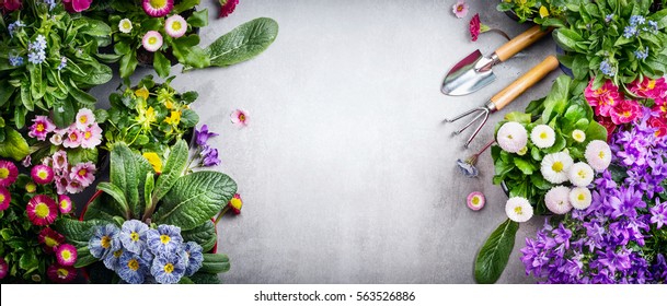 Floral gardening background with variety of colorful garden flowers and gardening tools on concrete background, top view, place for text, banner - Powered by Shutterstock