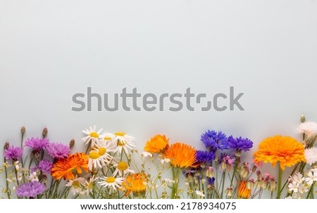 Similar – Image, Stock Photo Seen from the frog’s perspective: Lavender, poppy and curious woman