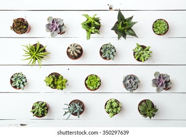 Floral hipster pattern over rustic vintage wooden background. Succulents and cactus - Powered by Shutterstock