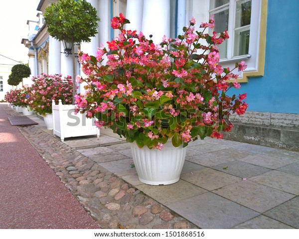 Floral House Decor Outside Beautiful Flowers Stock Photo Edit Now 1501868516