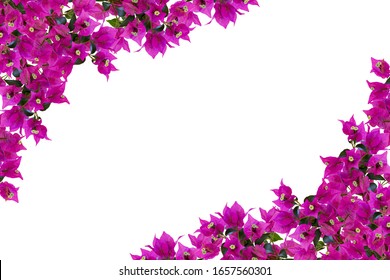 Floral mockup. Beautiful pink bougainvillia flowers isolated on white background. Space for your text. Top view. Flat lay. Can be used as a greeting card, floral frame.