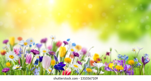 Floral nature spring background with green backdrop. Different wild beautiful flowers