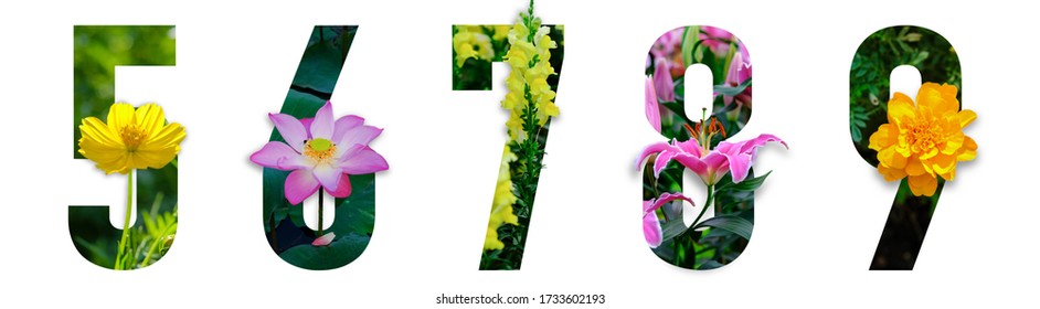 Floral Number. The Number 5, 6, 7, 8, 9 Are Made From Colorful Flower Photos. A Collection Of Wonderful Flora Letters. Flower On A White Isolated Background With Clipping Path