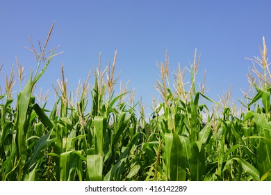 Floral Park, New York - 6 September 2014: Corn Field At Queens County Farm Museum.