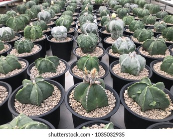 Floral  Pattern Over Rustic Vintage Wooden Background. Succulents And Cactus Fram